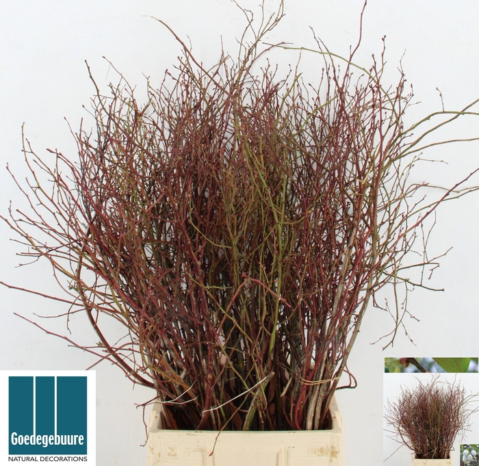 <h4>VACC CORYMBOSUM</h4>