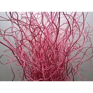 Salix Kronkelwilg Rose