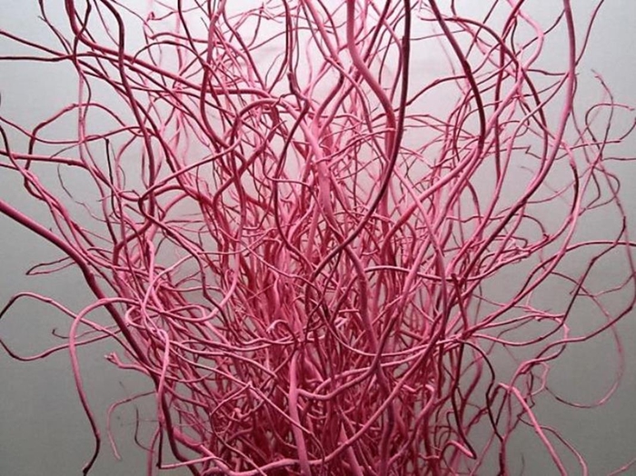 <h4>Salix Kronkelwilg Rose</h4>