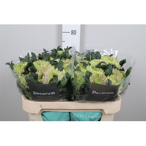 Chr G Ross Charlotte