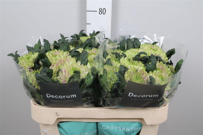 <h4>Chr G Ross Charlotte</h4>