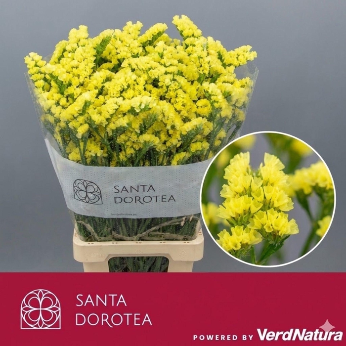 <h4>LIMONIUM SINUATUM 'SINUET MAX YELL'</h4>