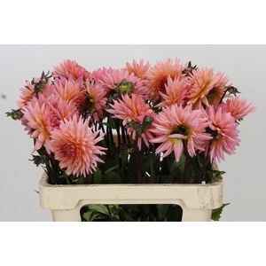 Dahlia Preference