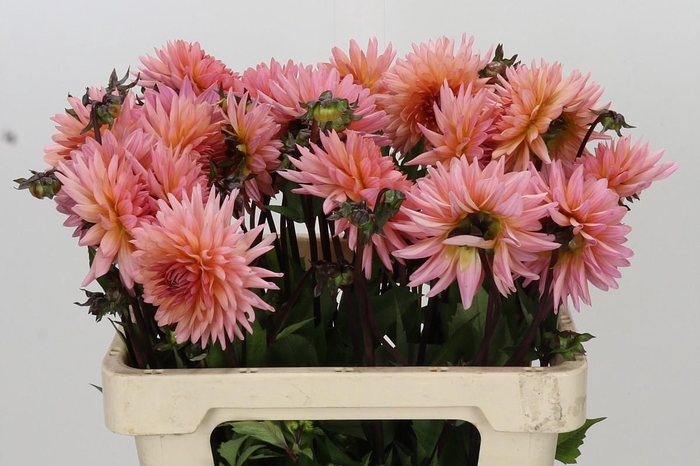 <h4>Dahlia Preference</h4>