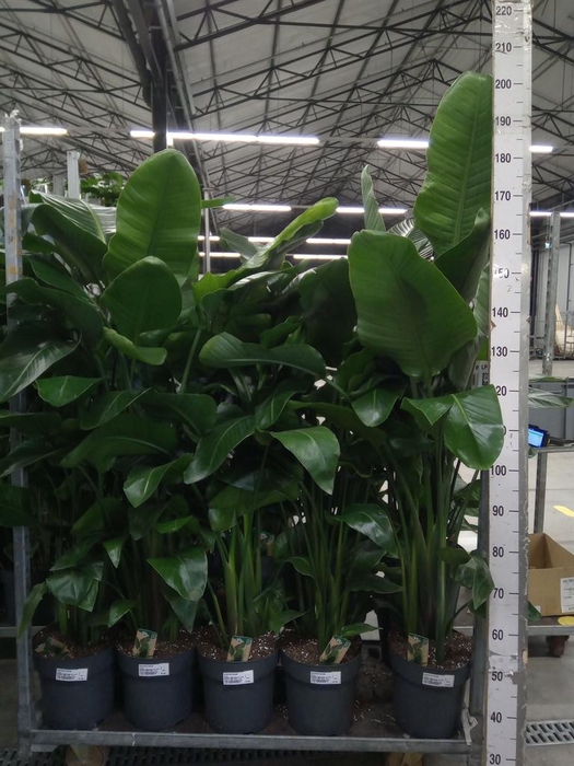 <h4>Strelitzia nicolai</h4>