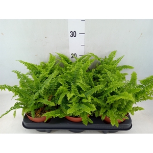 Nephrolepis exal. 'Vitale'