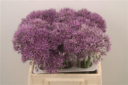 <h4>Allium Jackpot X30</h4>