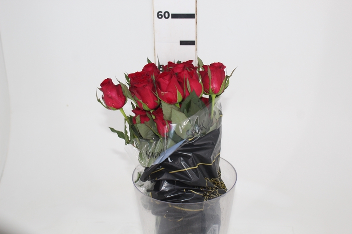 <h4>ROSA IPANEMA 050 CM ESTUFA</h4>