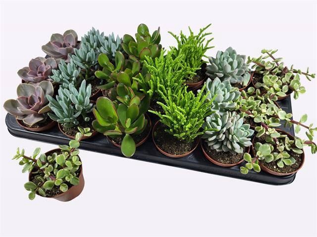 <h4>Succulents   ...mix 6</h4>