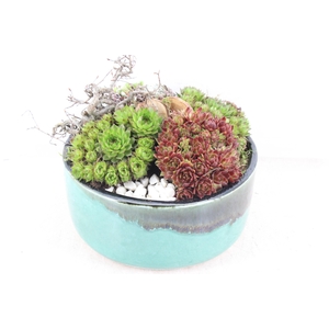 arr4 Semp PL - Ker. schaal verde L 285/3