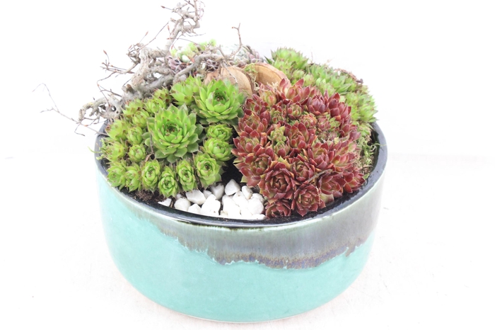 <h4>arr4 Semp PL - Ker. schaal verde L 285/3</h4>