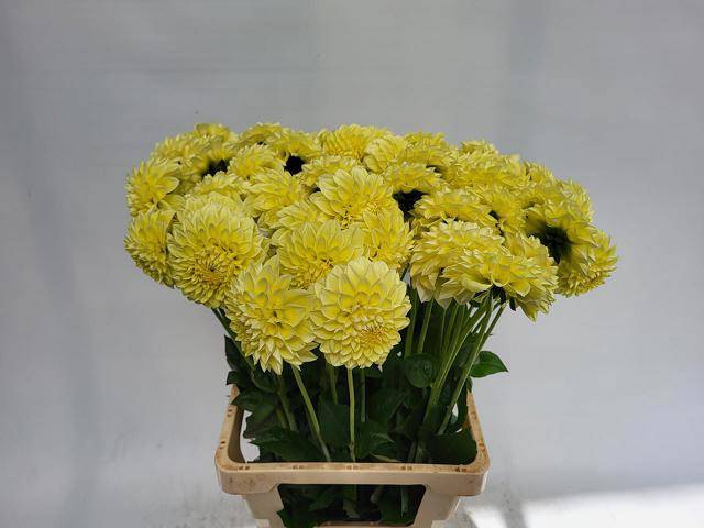 Dahlia Banana Baby