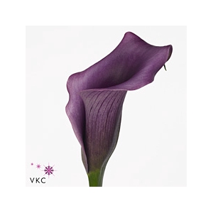 Calla Paco | Dubbelbloemig