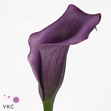 <h4>Calla Paco | Dubbelbloemig</h4>