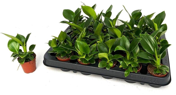 <h4>PHIL OVERIG</h4>