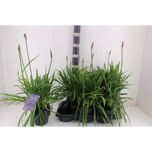 AGAPA SUMM LOVE BLUE