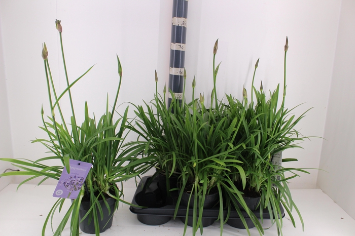 <h4>AGAPA SUMM LOVE BLUE</h4>