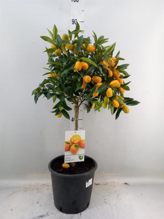 <h4>Citrus   ...</h4>