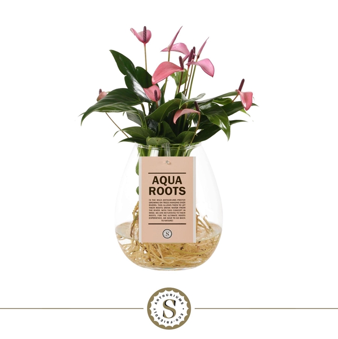 <h4>Aqua Roots Bowl Zizou</h4>