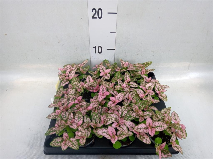 <h4>Hypoestes phyllo.   ...</h4>