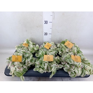 Tradescantia  'Brightness'