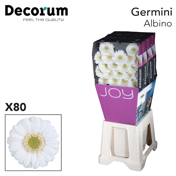 <h4>Germini Albino x120 - Jac. Oudijk</h4>
