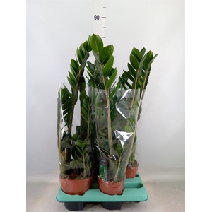Zamioculcas zamiifolia 'Lima'