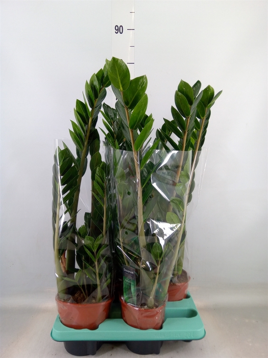 <h4>Zamioculcas zamiifolia 'Lima'</h4>