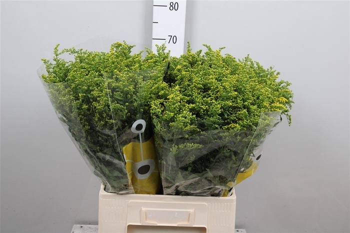 <h4>Soli Carzan Glory</h4>