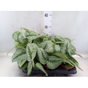 Scindapsus pictus 'Trebie'