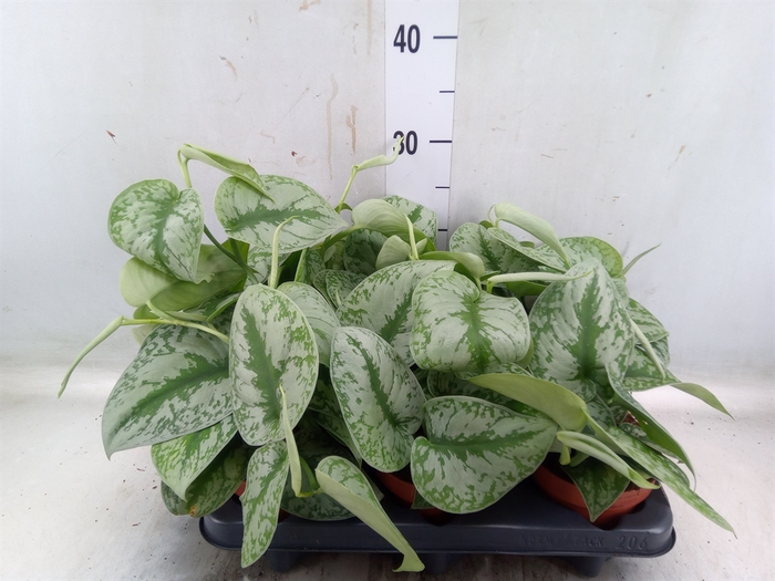 <h4>Scindapsus pictus 'Trebie'</h4>