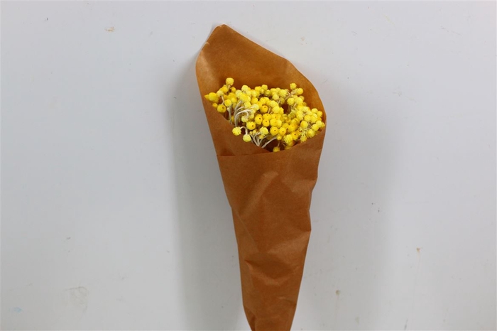 Dried Immortellen 10pcs Yellow Bunch Paper