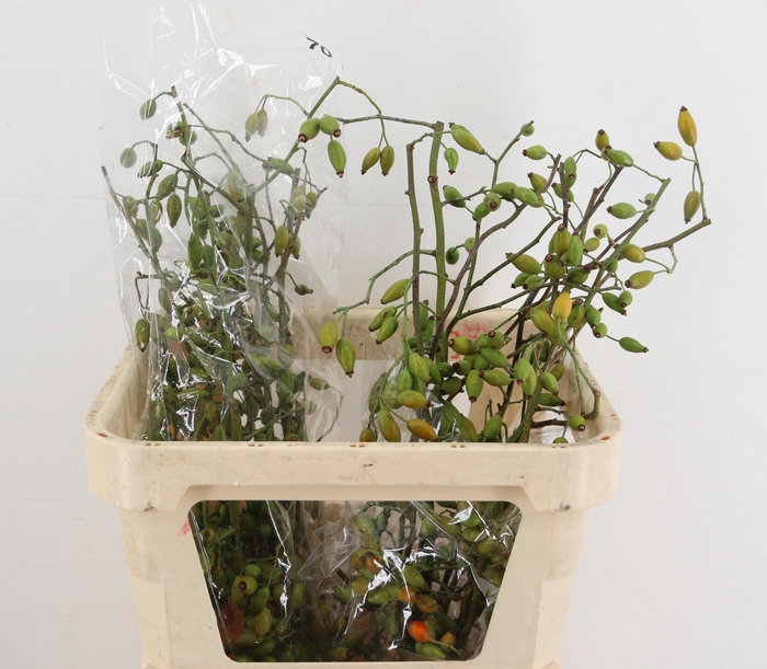<h4>ROSA ZAFFIRO 070CM</h4>