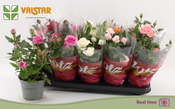 <h4>RO LOTZ OF GEM 6 KL</h4>