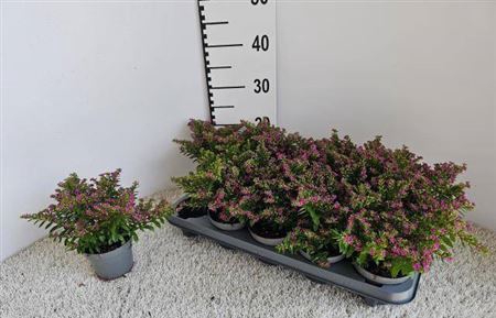 <h4>Cuph Hyssopifolia</h4>