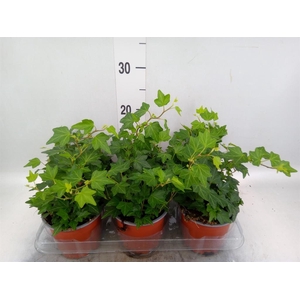 Hedera helix 'Brenda'