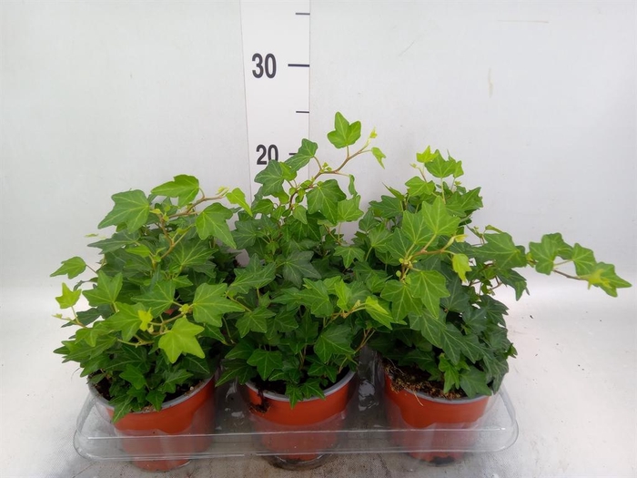 <h4>Hedera helix 'Brenda'</h4>