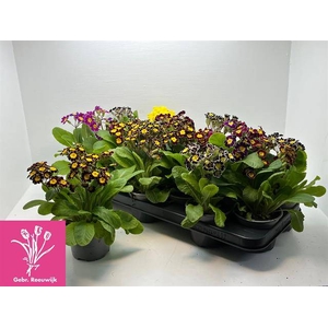 Primula veris mixed 10,5Ø 17cm