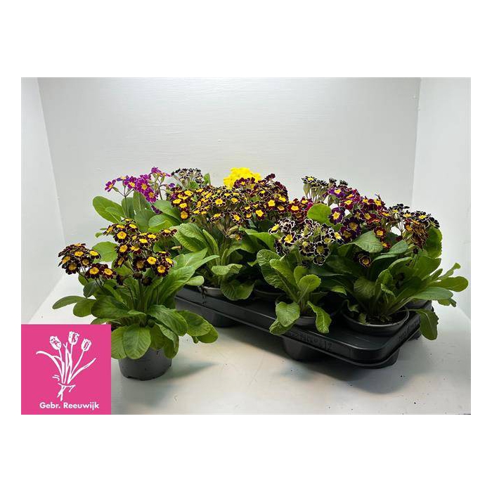 <h4>Primula veris mixed 10,5Ø 24cm</h4>