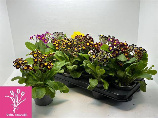 Primula veris mixed 10,5Ø 17cm
