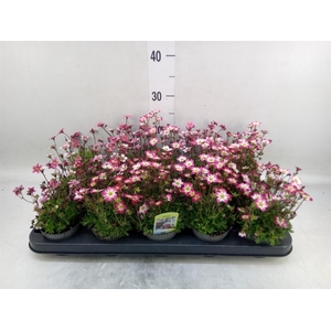 Saxifraga   ..kamerplant