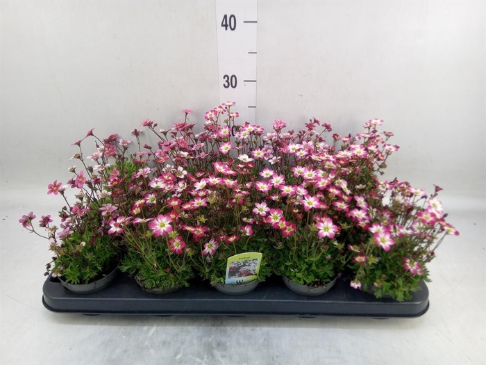 <h4>Saxifraga   ..kamerplant</h4>
