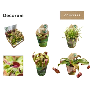 Vleesetende planten mix 8,5 cm in display (Decorum)