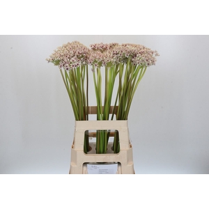 Allium  'Silverspring'