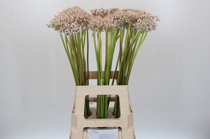Allium  'Silverspring'
