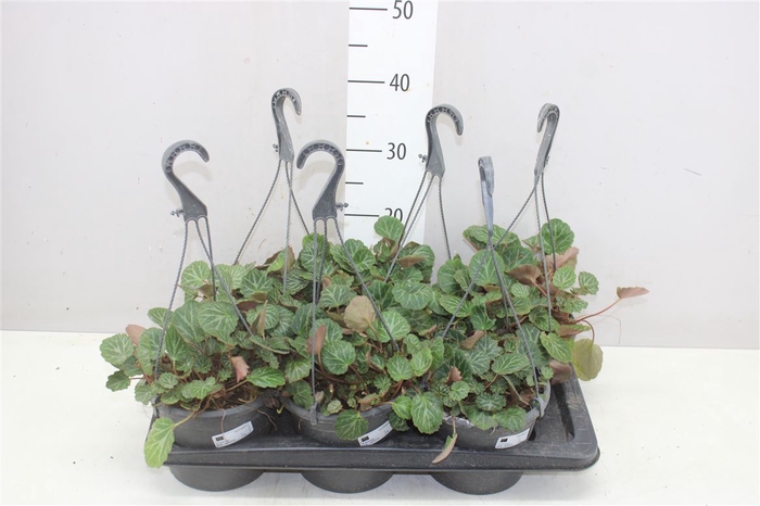 <h4>Saxifraga Stolonifera Hang</h4>