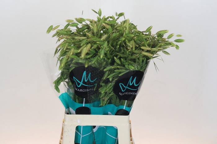 <h4>Chasmanthium Green</h4>