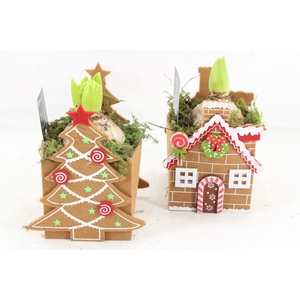 arr4 Hyacint RN - Holly hide away