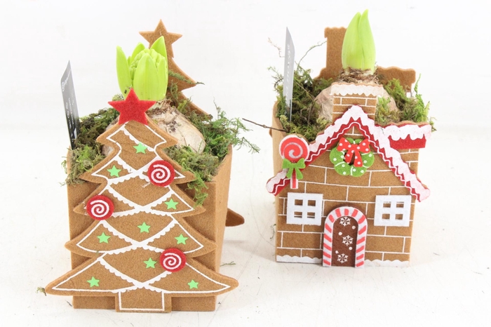 <h4>arr4 Hyacint RN - Holly hide away</h4>