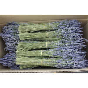 Lavendel Dried Super Blue 100 Gram Per Box